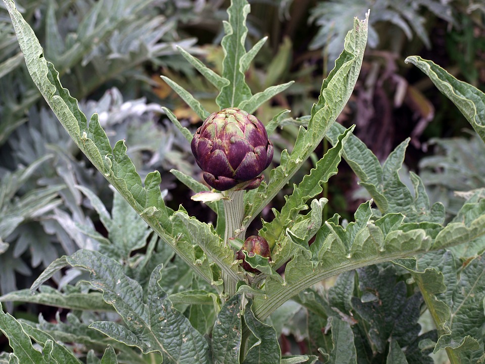 Cynara scolymus L.